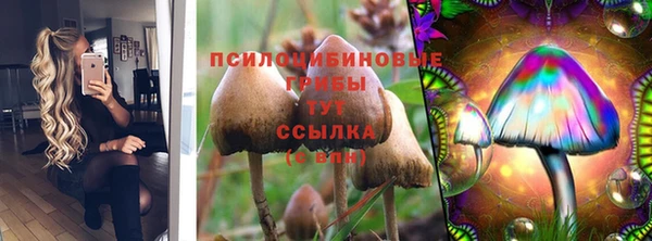 сатива Новозыбков