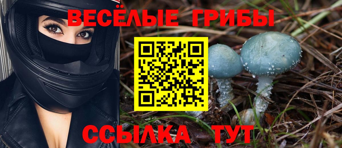 Галлюциногенные грибы Psilocybine cubensis Балабаново